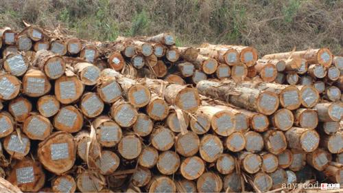 巴西桉木原木-林场直接销售